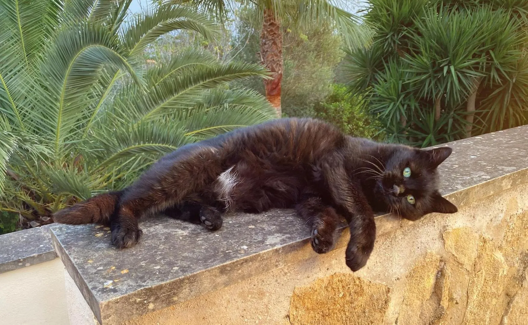 לןקמאג'ור Finca Animas 0*,